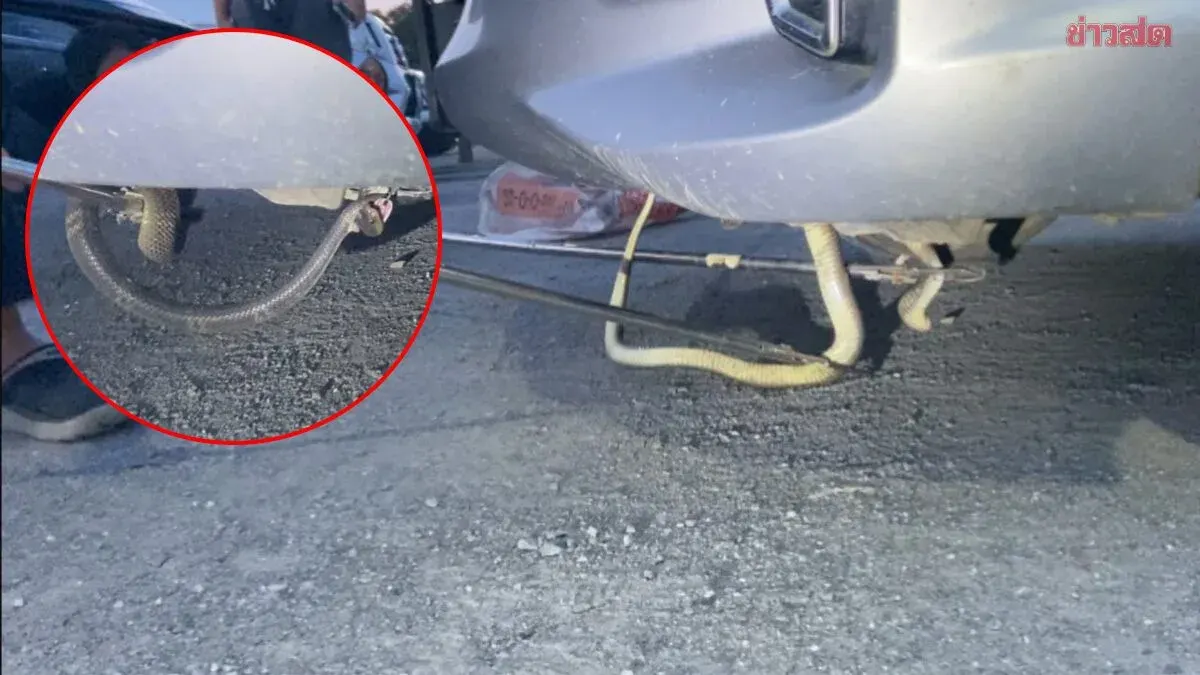 Rescue Team Removes Cobra from Car in Chonburi Parking Lot