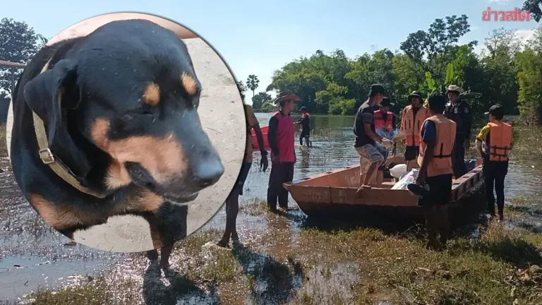 Rottweiler Guards Owner's Body After Flood Death In Prachin Buri