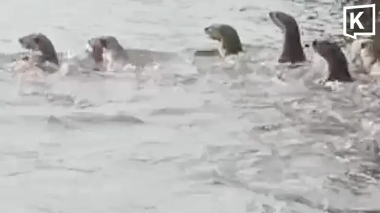Over 20 Otters Spotted In Bangkok Noi Canal, Surprising Residents